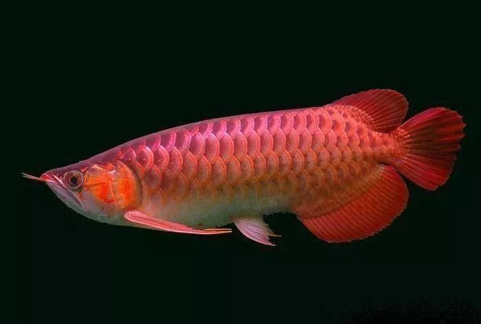 金龍魚趴在缸底不動游吃一正常【金龍魚趴在缸底不動但吃正常可能是由多種原因造成的】