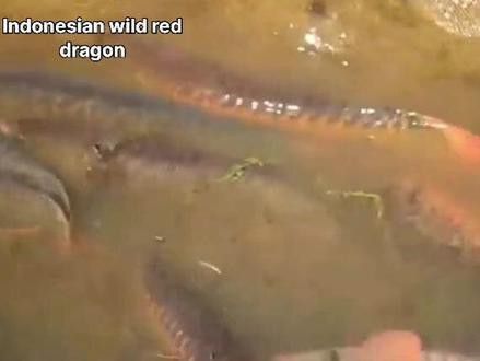 印尼野生紅龍魚紀錄片視頻大全 印尼野生紅龍魚紀錄片視頻大全 龍魚百科 第2張