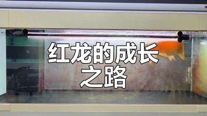 印尼野生紅龍魚紀錄片視頻大全 印尼野生紅龍魚紀錄片視頻大全 龍魚百科 第1張