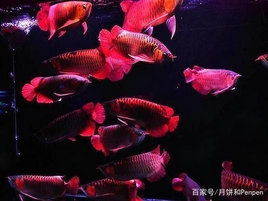 龍魚和羅漢混養(yǎng)的寓意：龍魚和羅漢混養(yǎng)的寓意在于祈求財富、長壽以及家庭的和諧與幸福