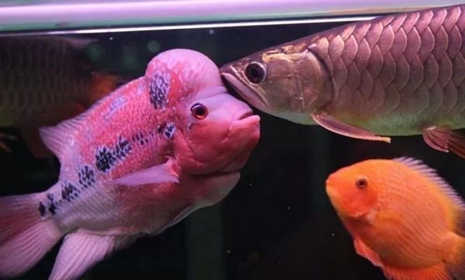 龍魚和羅漢混養(yǎng)的寓意：龍魚和羅漢混養(yǎng)的寓意在于祈求財富、長壽以及家庭的和諧與幸福