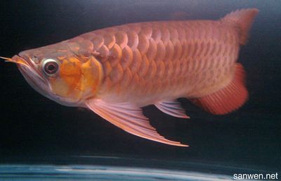 龍魚怎樣飼養好吃又營養呢：飼養龍魚需要了解其基本的生活習性和飼養要求