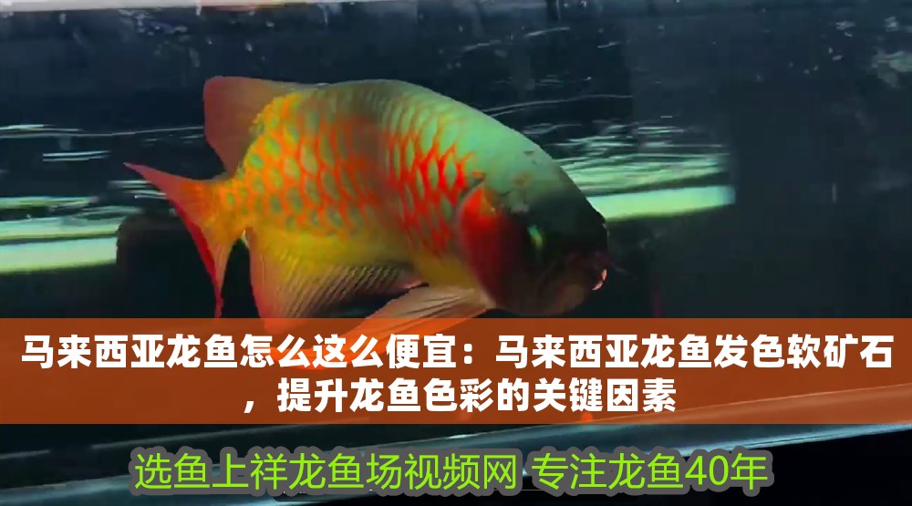 馬來西亞龍魚怎么這么便宜：馬來西亞龍魚發(fā)色軟礦石，提升龍魚色彩的關(guān)鍵因素