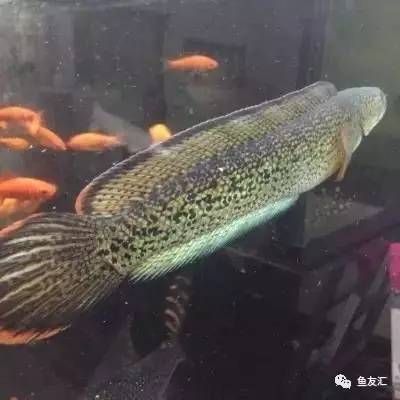馬來西亞龍魚怎么這么便宜：馬來西亞龍魚發(fā)色軟礦石，提升龍魚色彩的關(guān)鍵因素