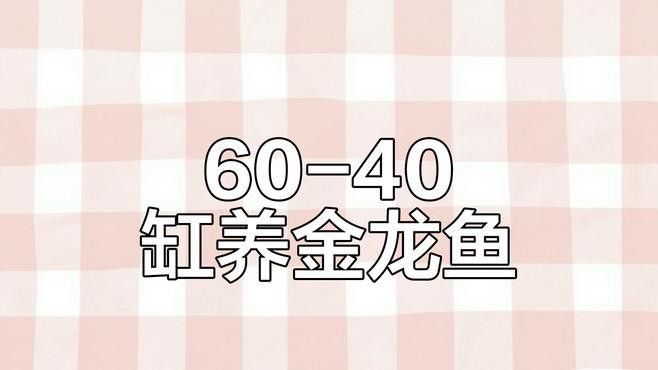 古典金龍魚和現代金龍魚哪個更好養？