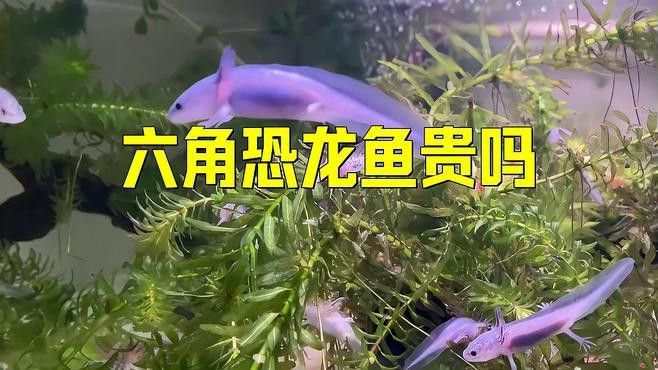 六角龍魚哪個(gè)品種最便宜？