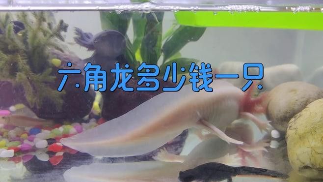 六角龍魚哪個(gè)品種最便宜？