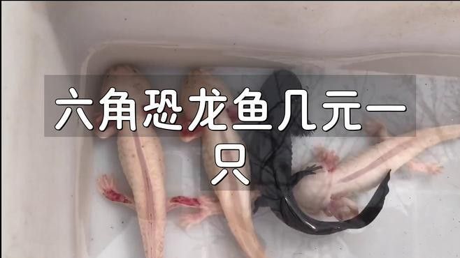 六角龍魚哪個(gè)品種最便宜？