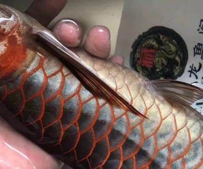 龍魚 電費：養龍魚電費支出 龍魚 電費：養龍魚電費支出 龍魚百科 第2張