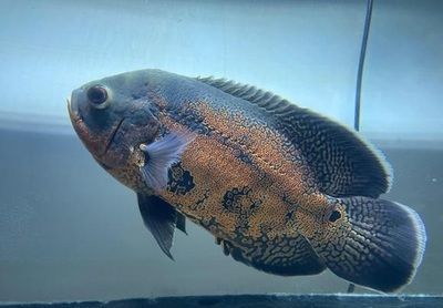 印尼龍魚真實價格表大全：印尼龍魚真實價格表，全面解析與購買指南