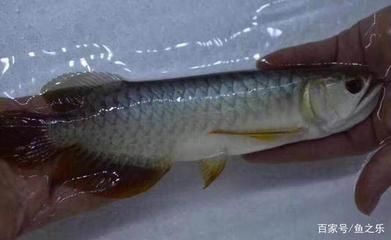 龍魚吃白條嗎：龍魚可以吃白條魚嗎龍魚可以吃白條魚嗎，龍魚吃白條嗎 龍魚吃白條嗎：龍魚可以吃白條魚嗎龍魚可以吃白條魚嗎，龍魚吃白條嗎 龍魚百科 第2張
