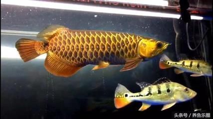 龍魚吃白條嗎：龍魚可以吃白條魚嗎龍魚可以吃白條魚嗎，龍魚吃白條嗎 龍魚吃白條嗎：龍魚可以吃白條魚嗎龍魚可以吃白條魚嗎，龍魚吃白條嗎 龍魚百科 第1張