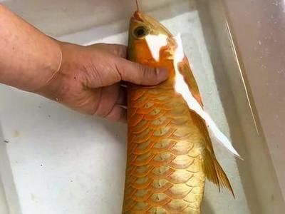 龍魚吃白條嗎：龍魚可以吃白條魚嗎龍魚可以吃白條魚嗎，龍魚吃白條嗎 龍魚吃白條嗎：龍魚可以吃白條魚嗎龍魚可以吃白條魚嗎，龍魚吃白條嗎 龍魚百科 第3張