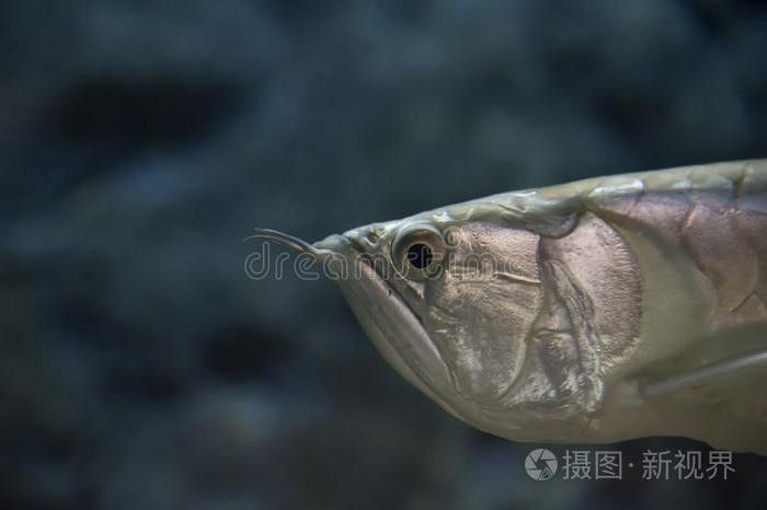 攝圖網如何下載高清金龍魚壁紙？