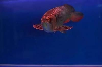 如何提升龍魚游動姿態：如何提升龍魚游動姿態，提升龍魚游動姿態涉及多方面的管理和調整