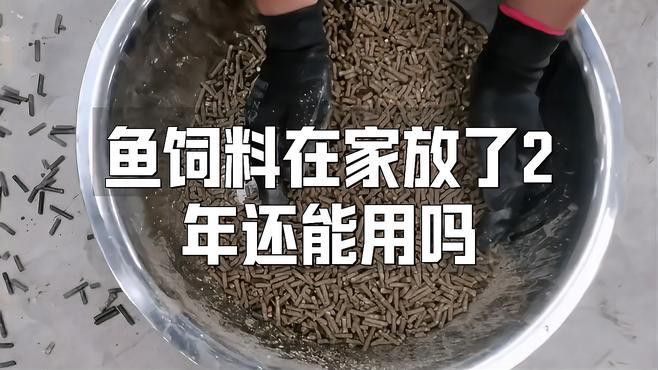 如何自制適合紅龍魚的飼料？