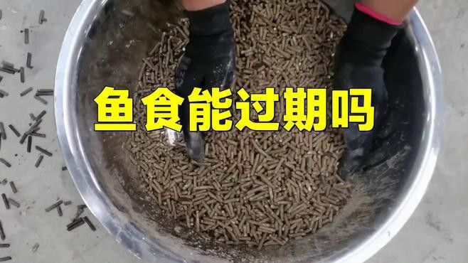 如何自制適合紅龍魚的飼料？