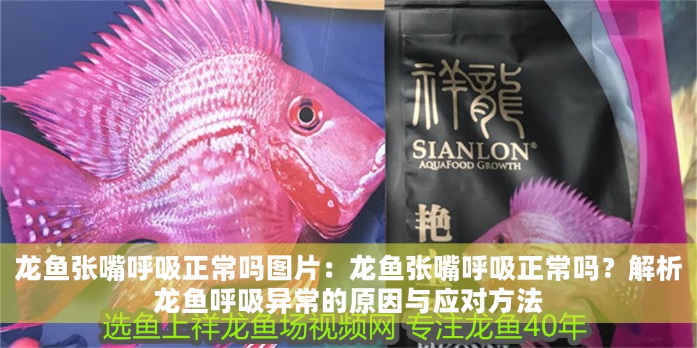 龍魚張嘴呼吸正常嗎圖片：龍魚張嘴呼吸正常嗎？解析龍魚呼吸異常的原因與應(yīng)對方法 龍魚張嘴呼吸正常嗎圖片：龍魚張嘴呼吸正常嗎？解析龍魚呼吸異常的原因與應(yīng)對方法 龍魚百科 第1張