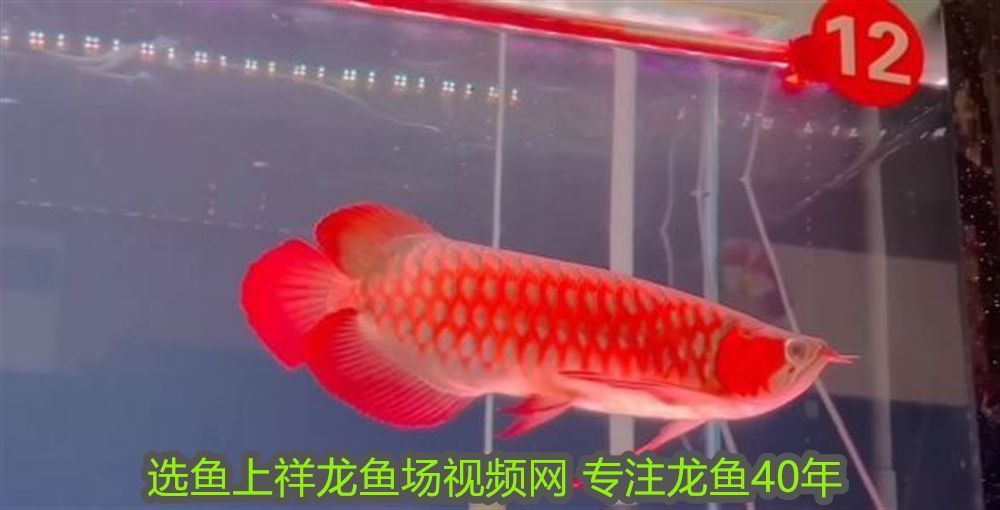 龍魚張嘴呼吸正常嗎圖片：龍魚張嘴呼吸正常嗎？解析龍魚呼吸異常的原因與應(yīng)對方法 龍魚張嘴呼吸正常嗎圖片：龍魚張嘴呼吸正常嗎？解析龍魚呼吸異常的原因與應(yīng)對方法 龍魚百科 第2張