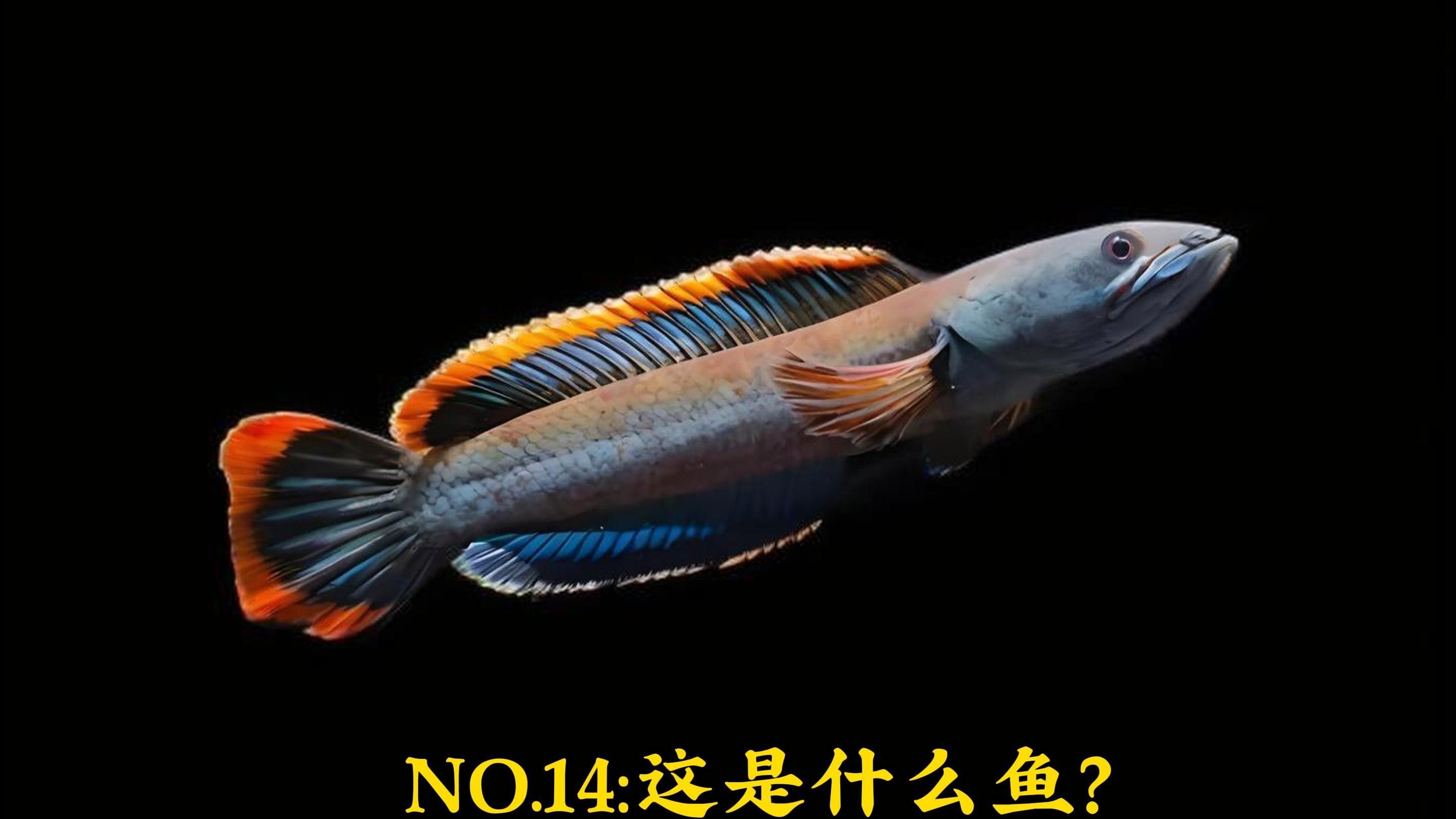 哪種雷龍魚價格最親民？
