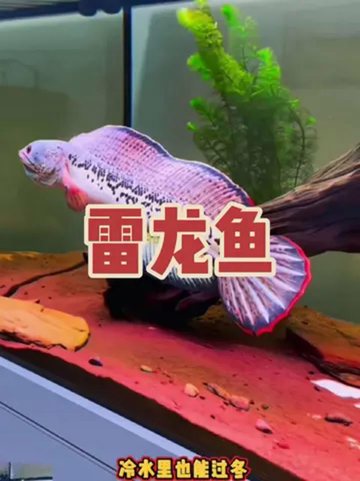 哪種雷龍魚價(jià)格最親民？