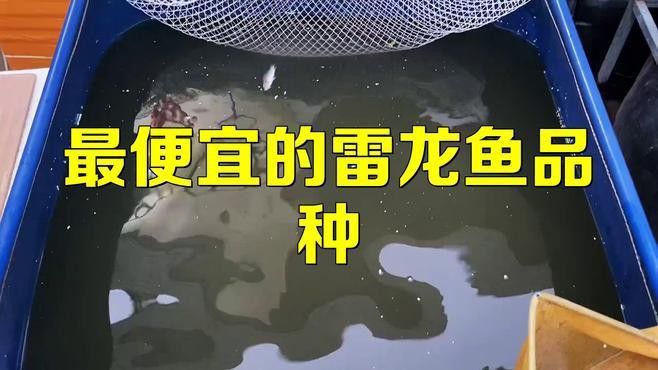哪種雷龍魚價(jià)格最親民？