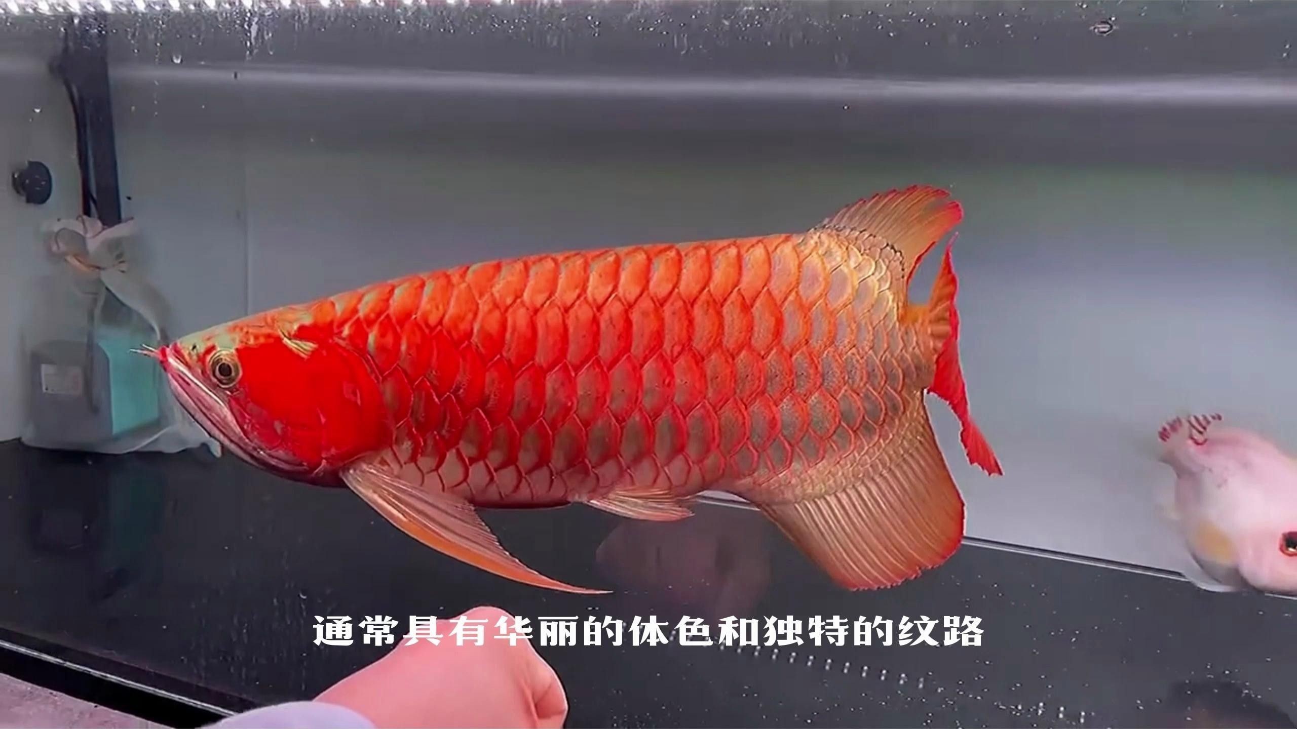 推薦一些適合初學者的龍魚品種