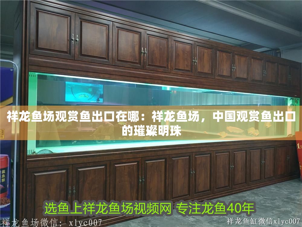 祥龍魚場觀賞魚出口在哪：祥龍魚場，中國觀賞魚出口的璀璨明珠 祥龍魚場觀賞魚出口在哪：祥龍魚場，中國觀賞魚出口的璀璨明珠 龍魚百科 第1張