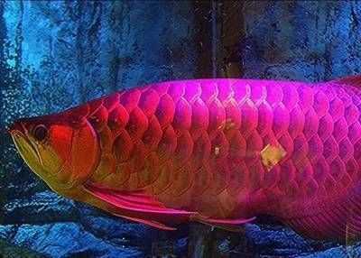 紅龍魚胖了怎么辦（紅龍魚太胖怎么辦紅龍魚減肥法三天瘦8斤）