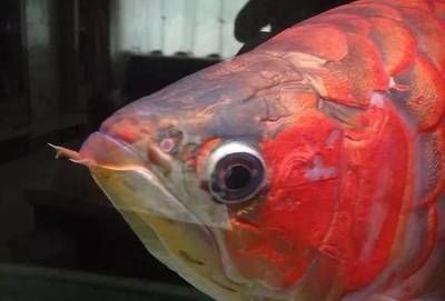 紅龍魚胖了怎么辦（紅龍魚太胖怎么辦紅龍魚減肥法三天瘦8斤）