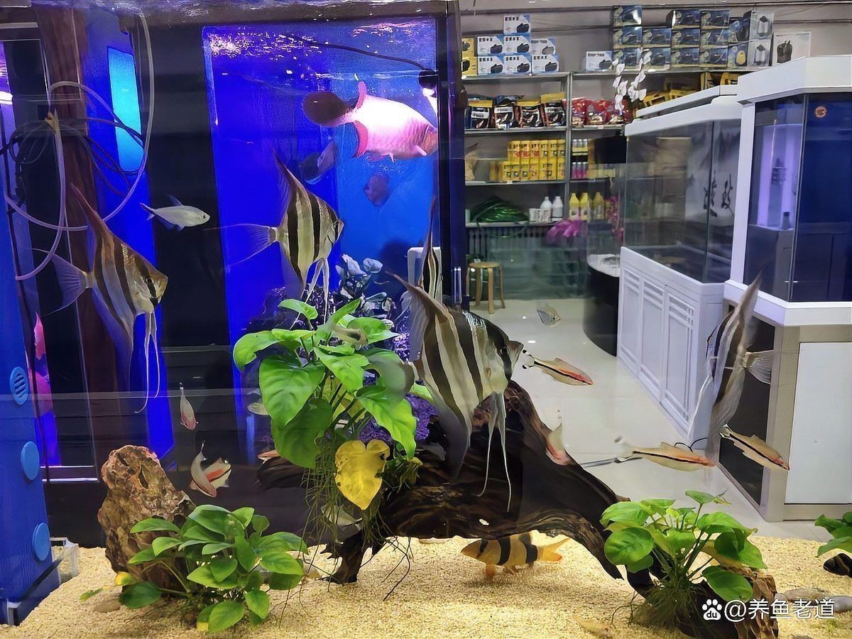 過背金龍魚需要什么樣的過濾系統？ 過背金龍魚需要什么樣的過濾系統？ 龍魚百科 第9張