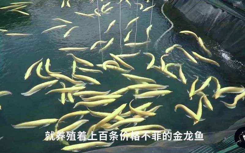 金龍魚魚塘能養(yǎng)殖嗎？ 金龍魚魚塘能養(yǎng)殖嗎？ 龍魚百科 第3張