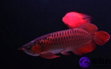 紅龍魚光照時間安排方法：紅龍魚光照強度選擇技巧 紅龍魚光照時間安排方法：紅龍魚光照強度選擇技巧 龍魚百科 第1張