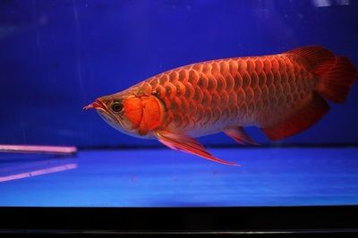 紅龍魚光照時間安排方法：紅龍魚光照強度選擇技巧 紅龍魚光照時間安排方法：紅龍魚光照強度選擇技巧 龍魚百科 第3張
