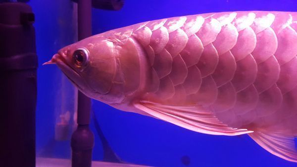 金龍魚魚眼手術【金龍魚魚眼手術操作注意事項】