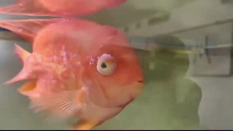 金龍魚一側(cè)凸眼治療需要多長(zhǎng)時(shí)間