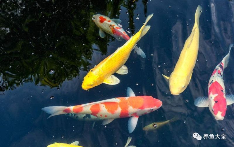 金龍魚一側(cè)凸眼治療需要多長(zhǎng)時(shí)間
