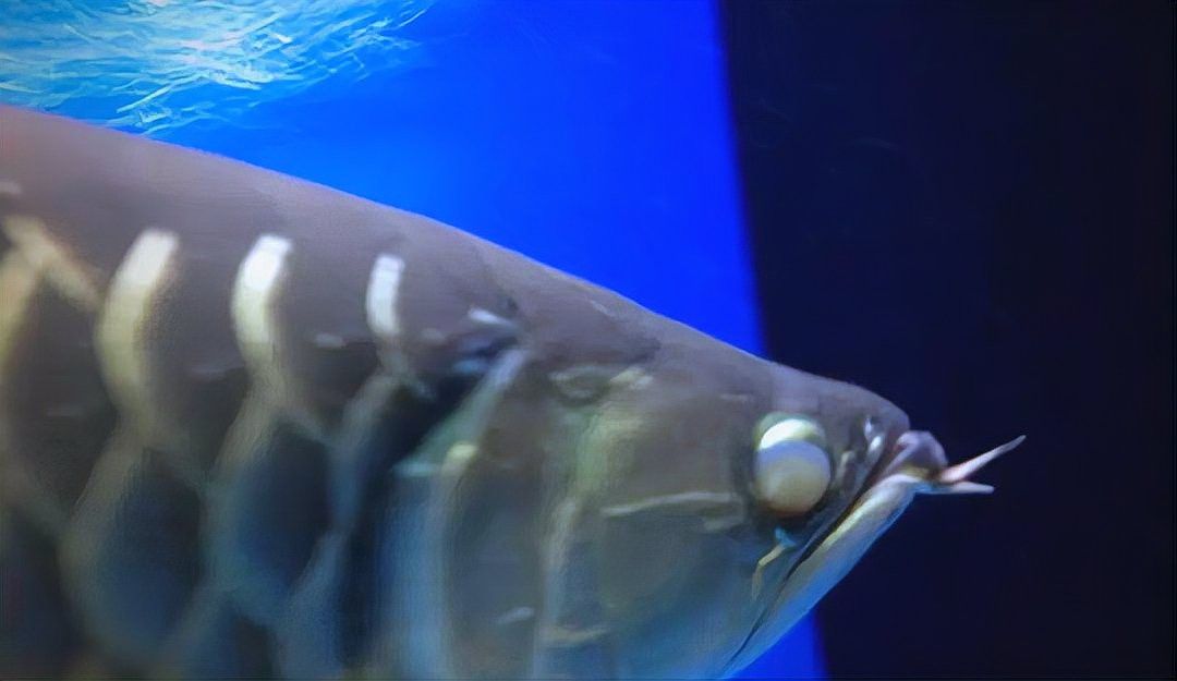 金龍魚一側(cè)凸眼治療需要多長(zhǎng)時(shí)間