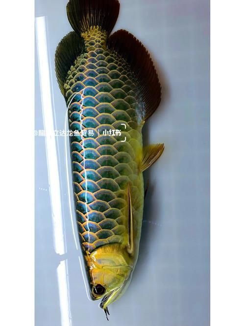 給我一些過背金龍魚幼魚圖片