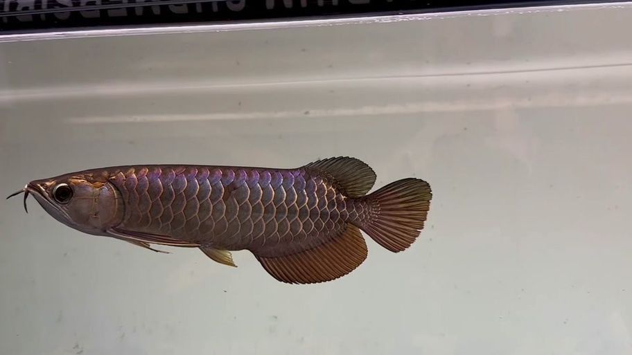 給我一些過背金龍魚幼魚圖片