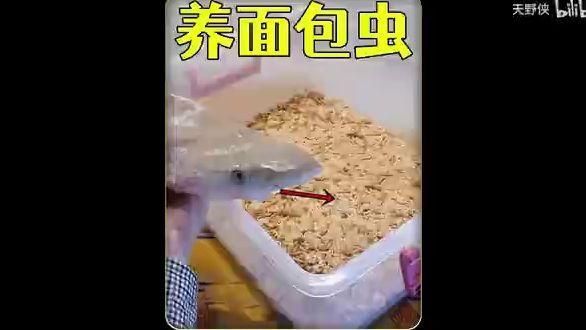 坤桑的養動物視頻合集 坤桑的養動物視頻合集 龍魚百科 第1張