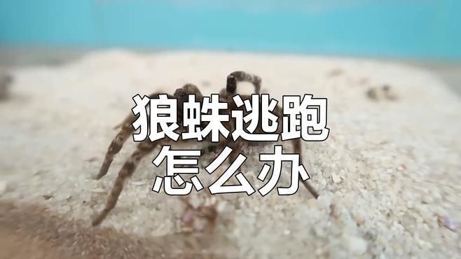 坤桑的養動物視頻合集 坤桑的養動物視頻合集 龍魚百科 第3張