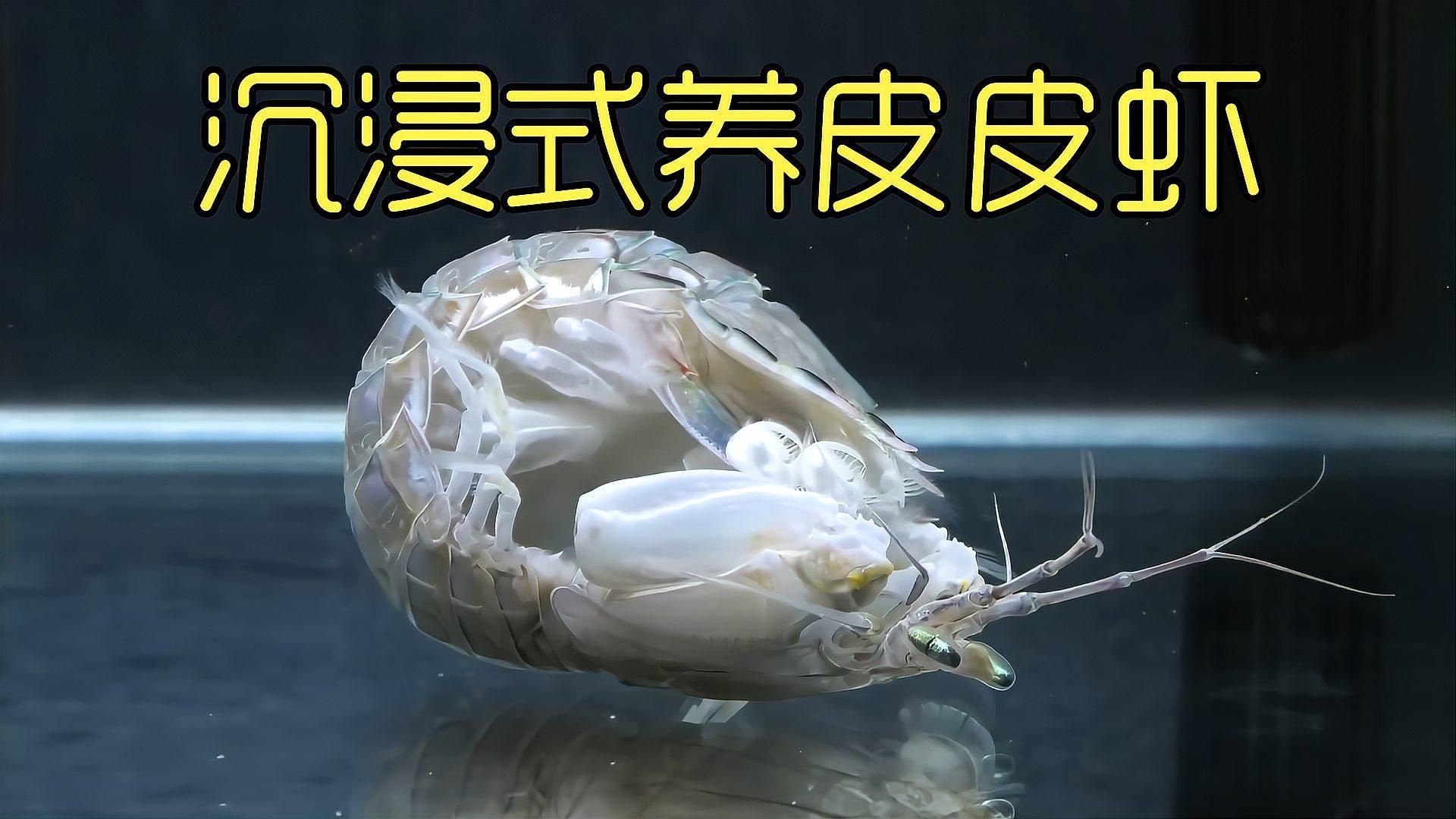 坤桑的養動物視頻合集 坤桑的養動物視頻合集 龍魚百科 第2張