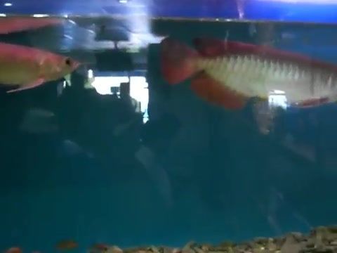 龍魚(yú)打架持續(xù)時(shí)間（龍魚(yú)打架的時(shí)間會(huì)持續(xù)多久？）