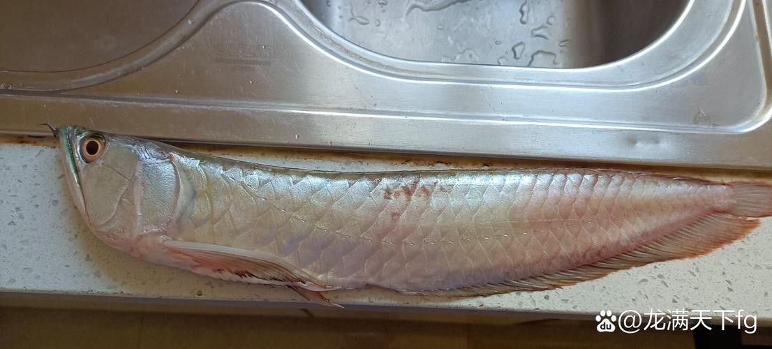 銀龍魚鱗片爛了怎么辦啊圖片 銀龍魚鱗片爛了怎么辦啊圖片 龍魚百科 第13張