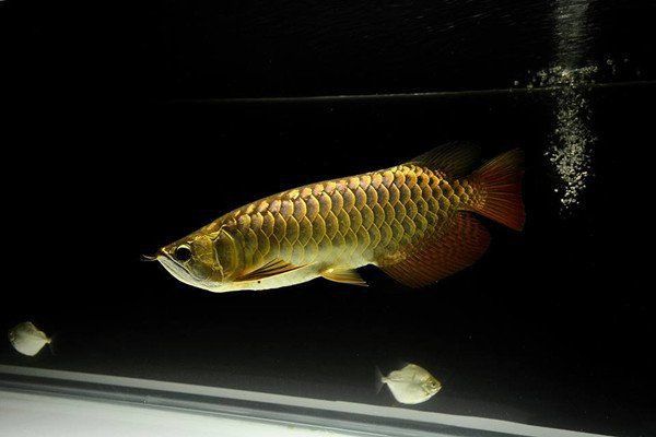 金龍魚養殖在哪里