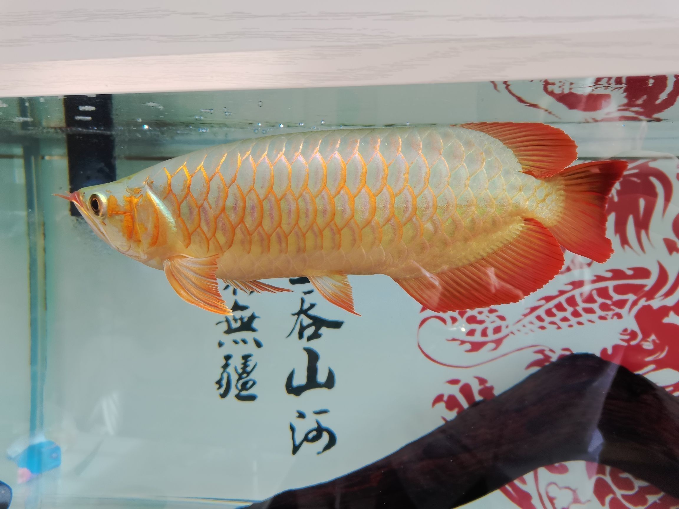 龍魚之巔保質期是多長時間嗎？（龍魚之巔保質期是多長時間嗎）