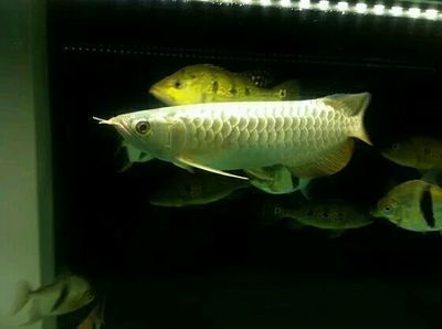 龍魚之巔保質期是多長時間嗎？（龍魚之巔保質期是多長時間嗎）