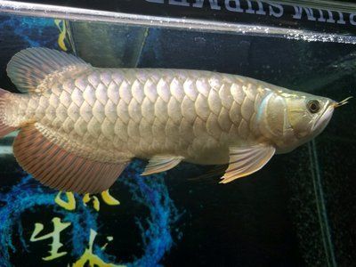 龍魚之巔保質期是多長時間嗎？（龍魚之巔保質期是多長時間嗎）