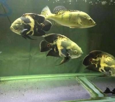 皇冠三間魚和龍魚混養【皇冠三間魚和龍魚混養成功案例】